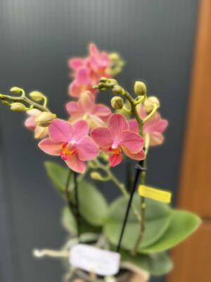 Phalaenopsis Boquetto Charme | Storczyk
