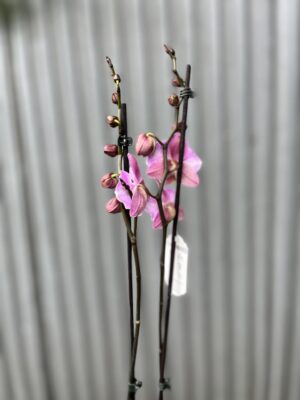 Phalaenopsis Cadillac Peloric | Storczyk przekwitający