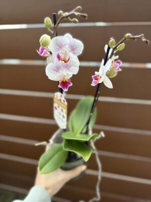 Phalaenopsis Limited 20 | Storczyk przekwitnięty