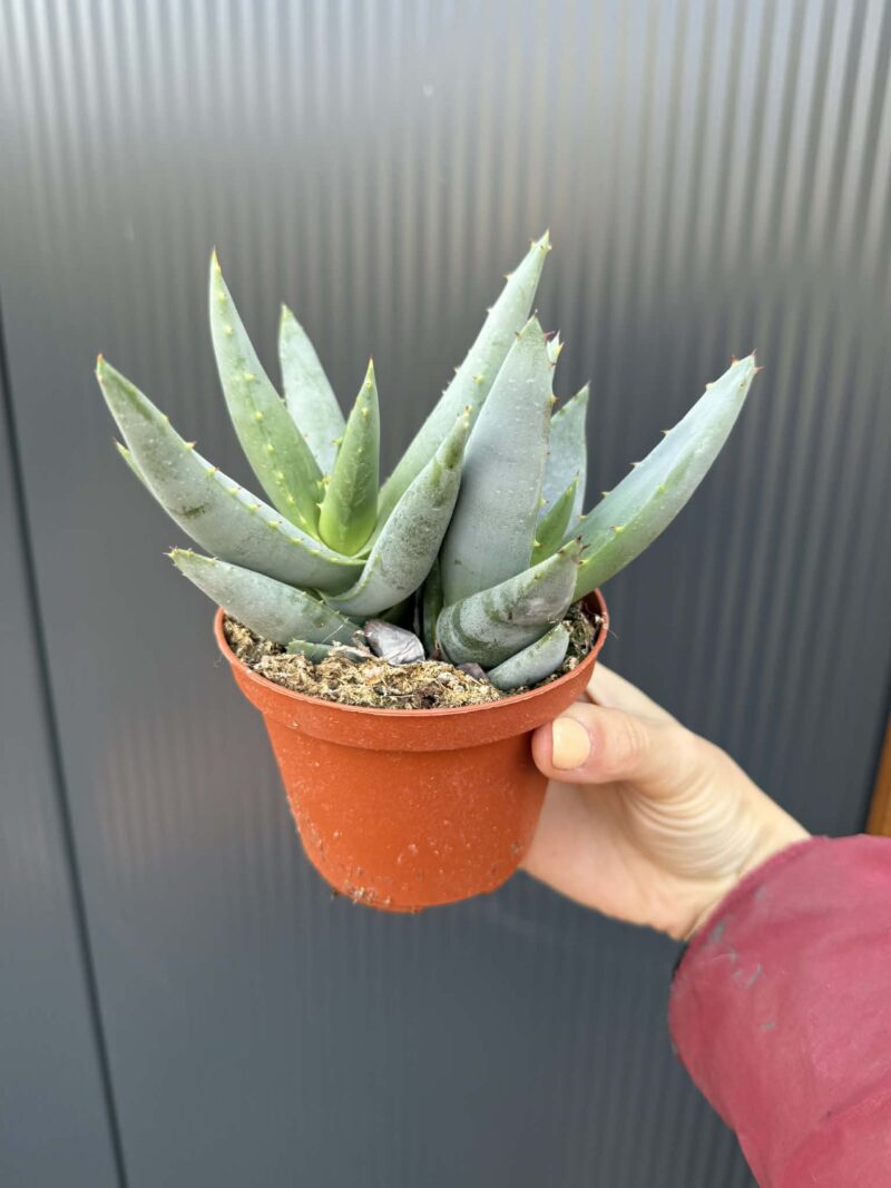 Aloe peglerae Aloe peglerae