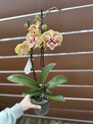 Phalaenopsis Peach big lip | Storczyk przekwitnięty