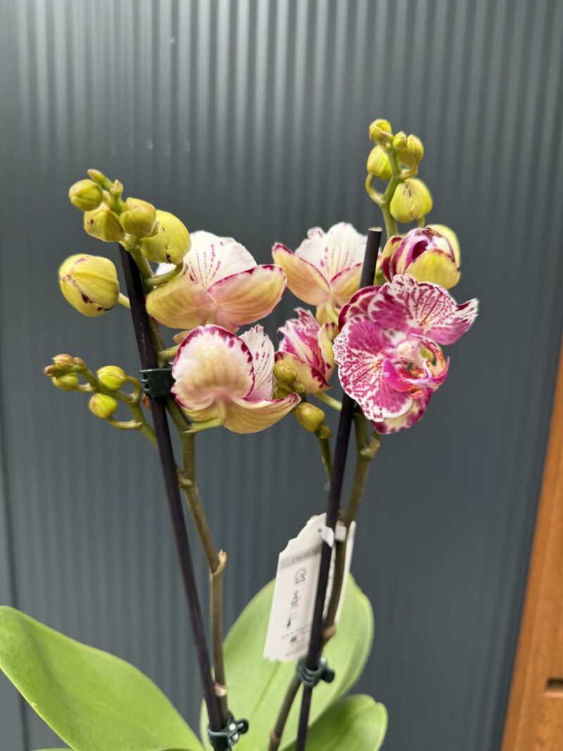 phalaenopsis ox madonna | Storczyk
