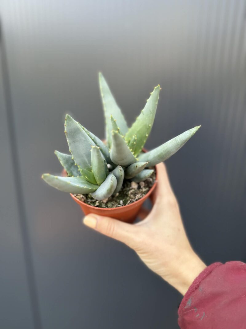Aloe peglerae