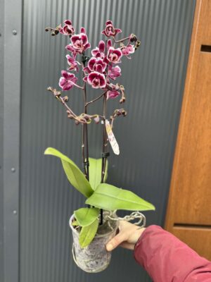 phalaenopsis miki little fox | Storczyk
