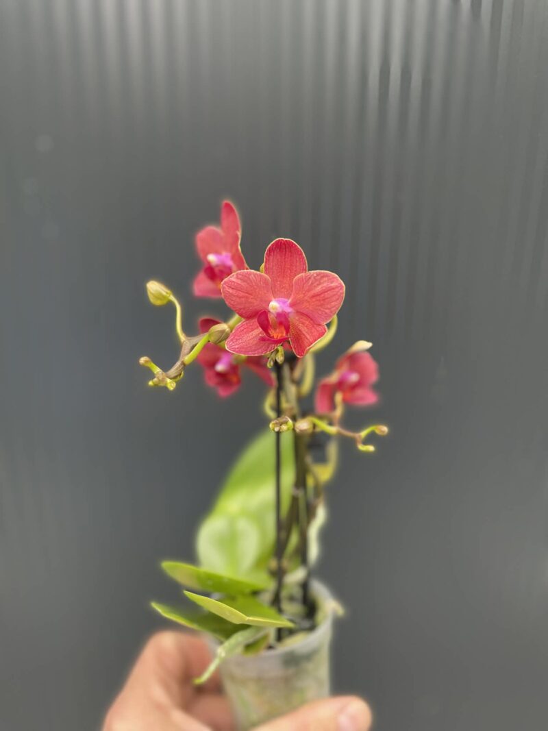 Phalaenopsis Congo | Storczyk Phalaenopsis Congo | Storczyk