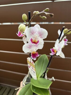 Phalaenopsis Limited 20 | Storczyk przekwitnięty