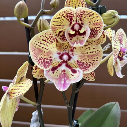 Phalaenopsis Peach big lip | Storczyk przekwitnięty