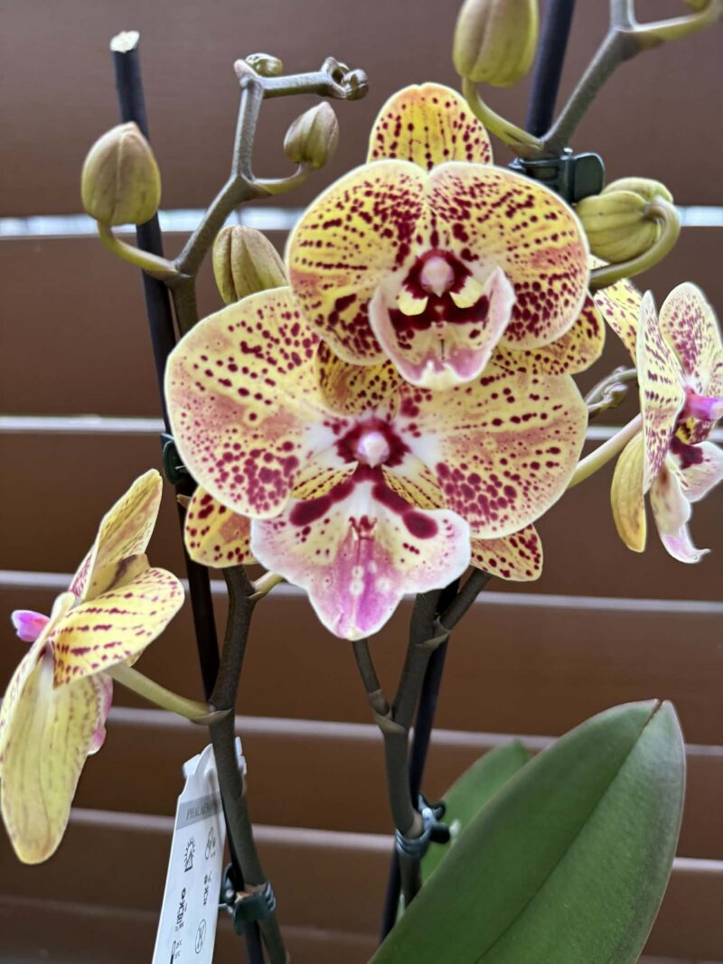 Phalaenopsis Peach big lip | Storczyk przekwitnięty Phalaenopsis Peach big lip | Storczyk przekwitnięty