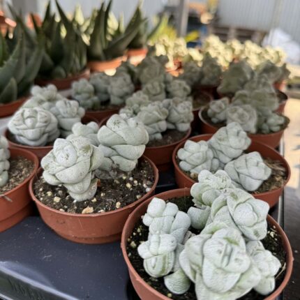 Crassula Deceptor