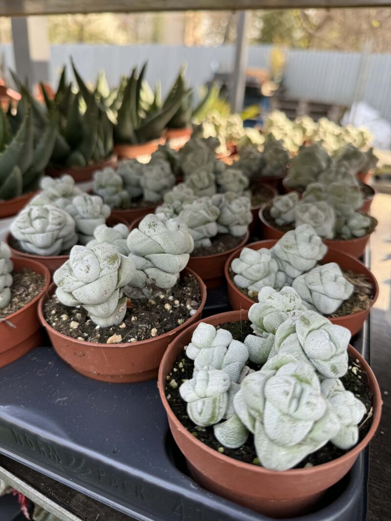 Crassula Deceptor Crassula Deceptor