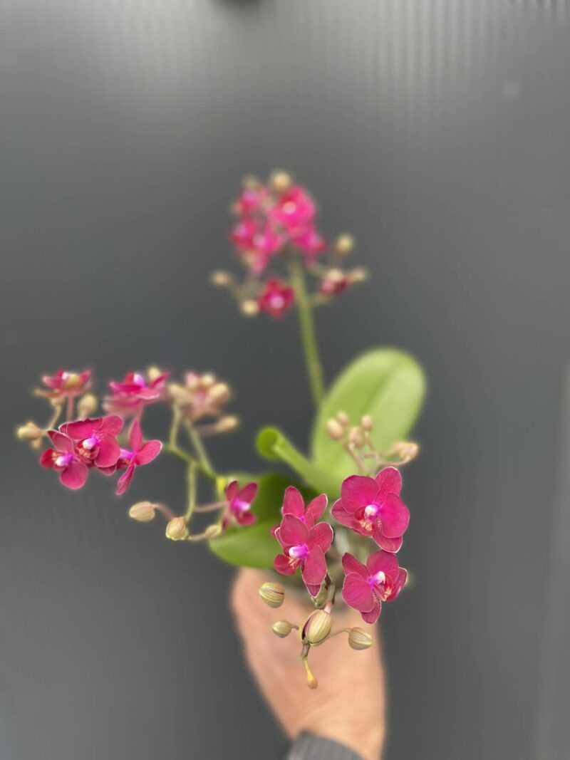 Phalaenopsis Multiflora Freedanzo Sparrow | Storczyk