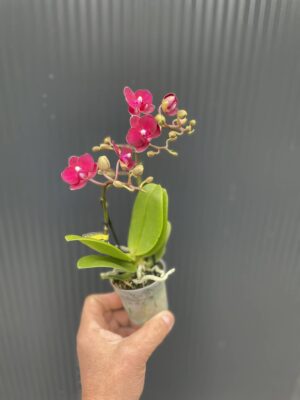 Phalaenopsis ‘Lola’ | Storczyk