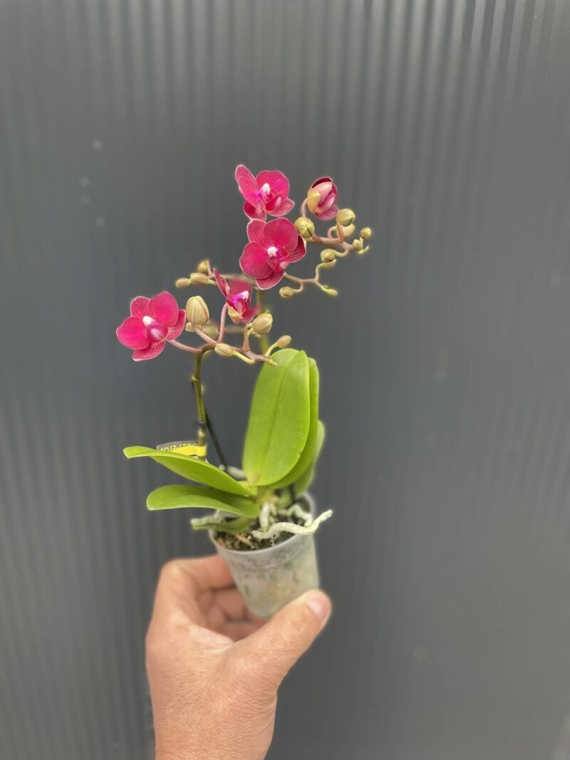 Phalaenopsis ‘Lola’ | Storczyk