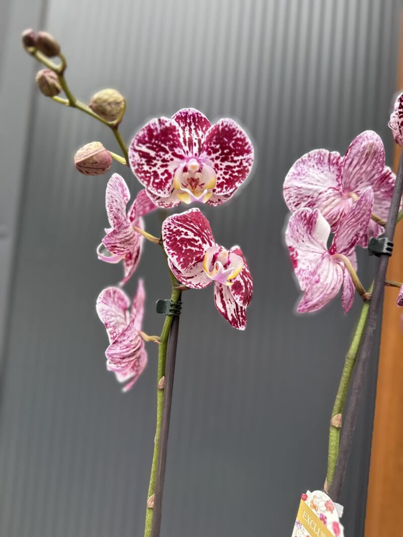 phalaenopsis chocolate | Storczyk przekwitnięty