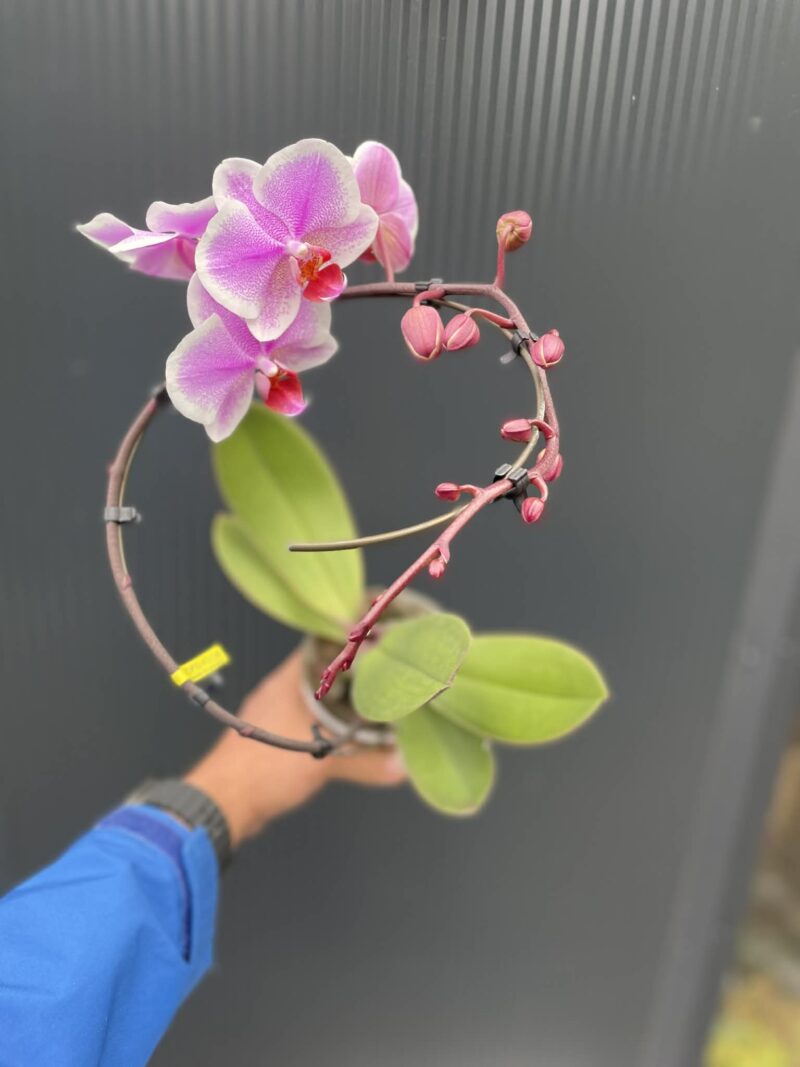 Phalaenopsis balletto Spinturn | Storczyk Phalaenopsis balletto Spinturn | Storczyk