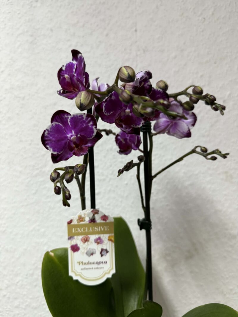 phalaenopsis ming yuan rainbow | Storczyk