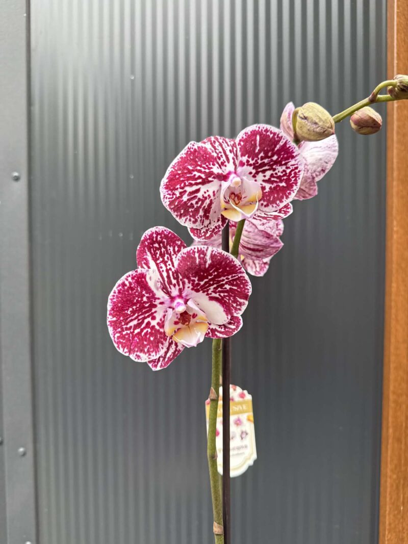 phalaenopsis chocolate | Storczyk przekwitnięty