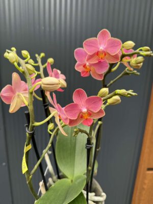 Phalaenopsis Boquetto Charme | Storczyk