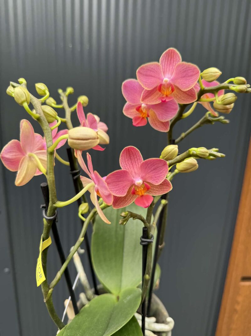 Phalaenopsis Boquetto Charme | Storczyk