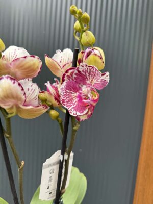 phalaenopsis ox madonna | Storczyk