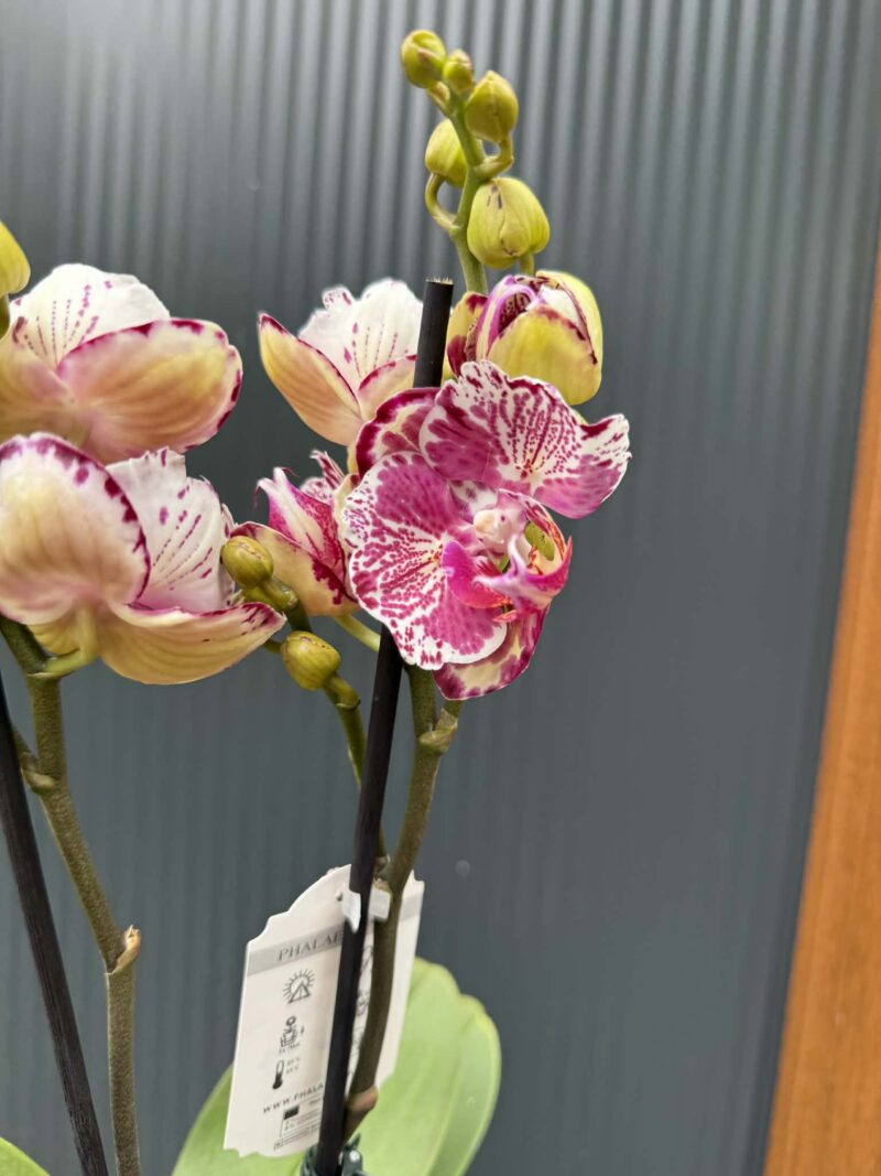 phalaenopsis ox madonna | Storczyk