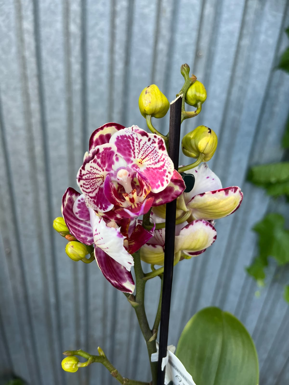 phalaenopsis ox madonna | Storczyk bez pączków