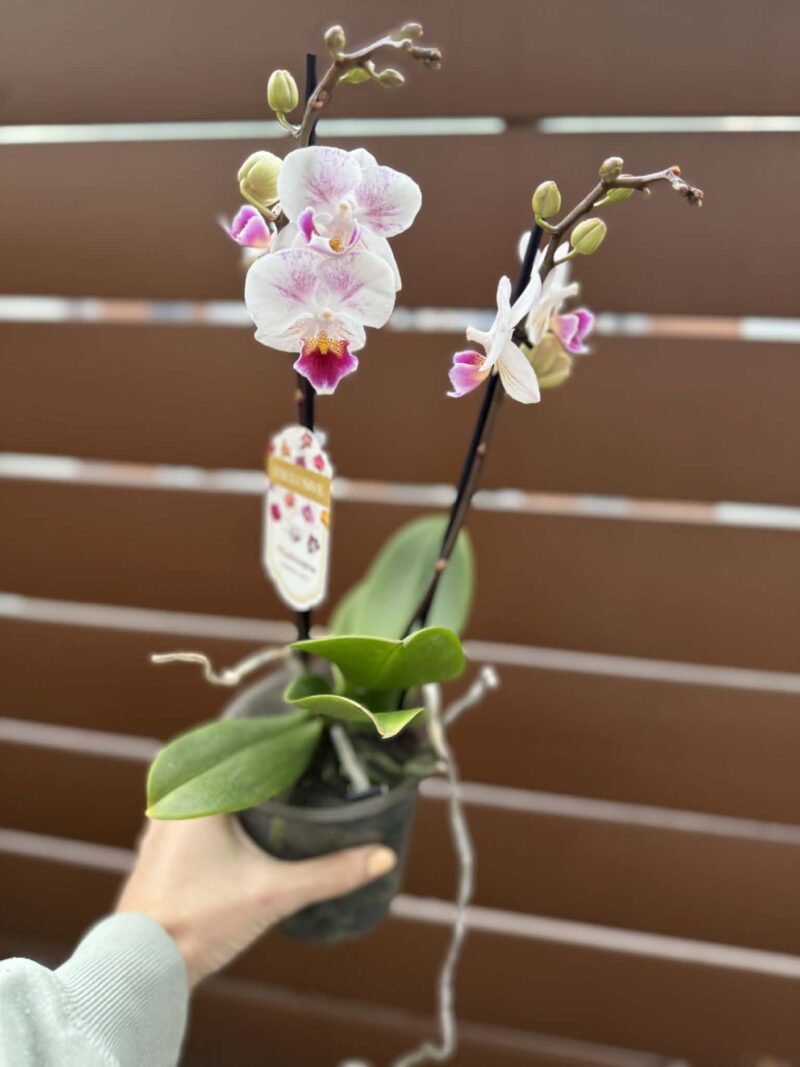 Phalaenopsis Limited 20 | Storczyk przekwitnięty