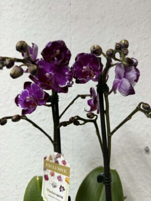 phalaenopsis ming yuan rainbow | Storczyk