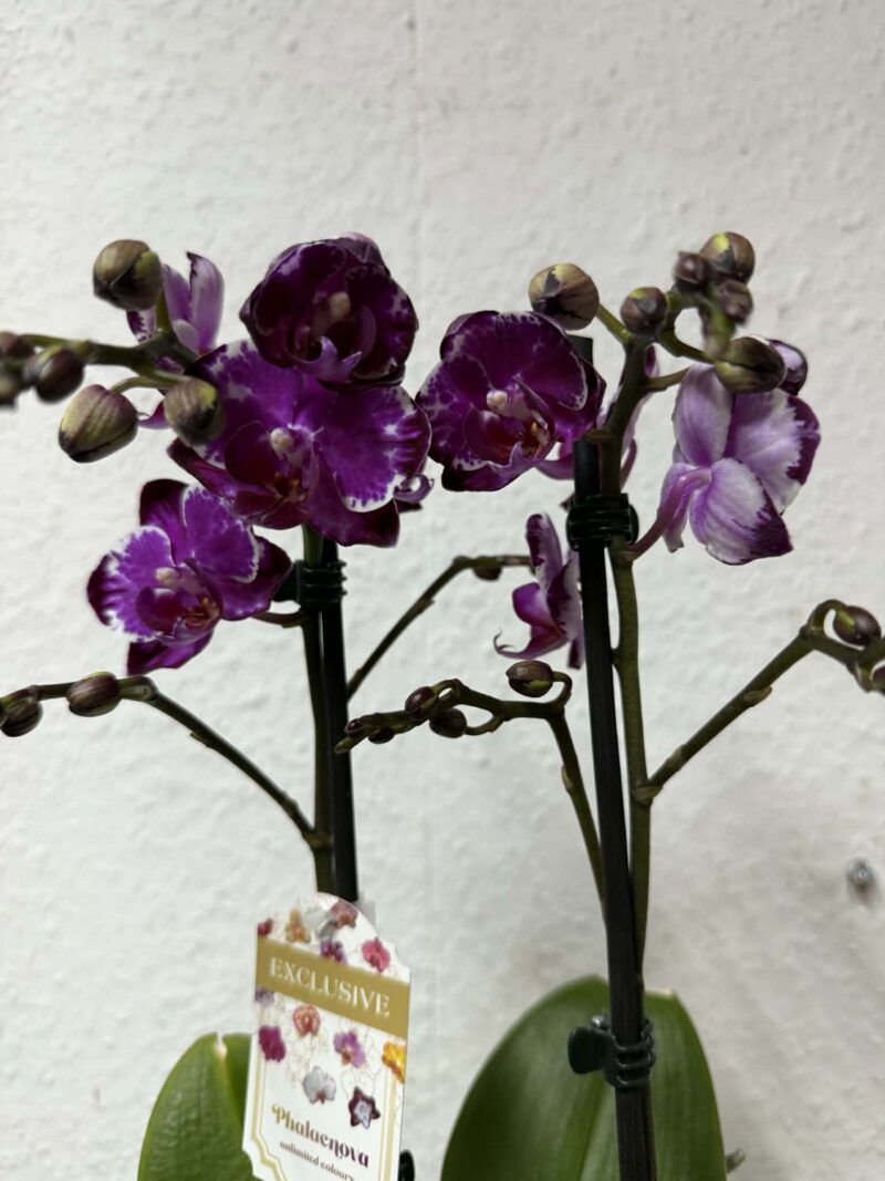 phalaenopsis ming yuan rainbow | Storczyk