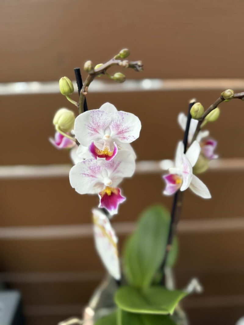 Phalaenopsis Limited 20 | Storczyk przekwitnięty