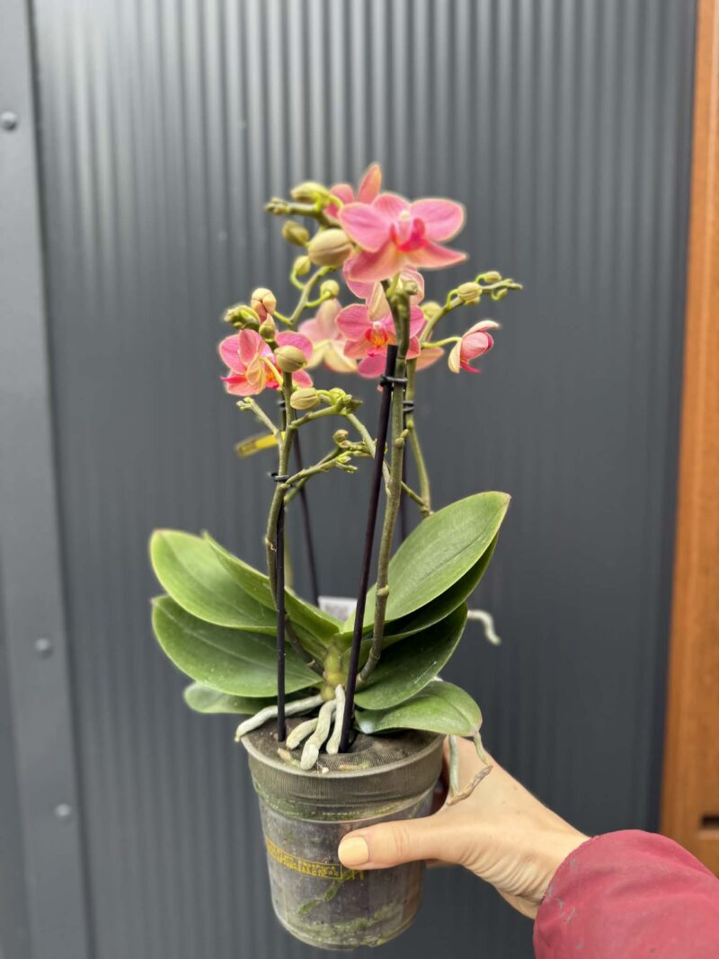 Phalaenopsis Boquetto Charme | Storczyk
