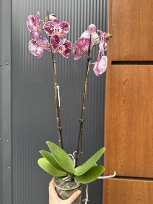 phalaenopsis chocolate | Storczyk przekwitnięty