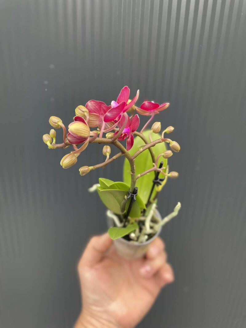 Phalaenopsis ‘Lola’ | Storczyk