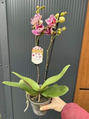 phalaenopsis ox madonna | Storczyk