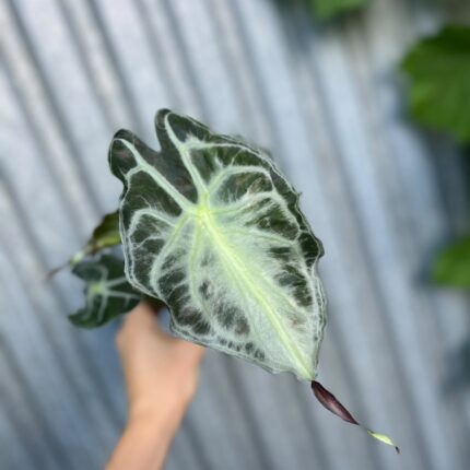 Alocasia Venom