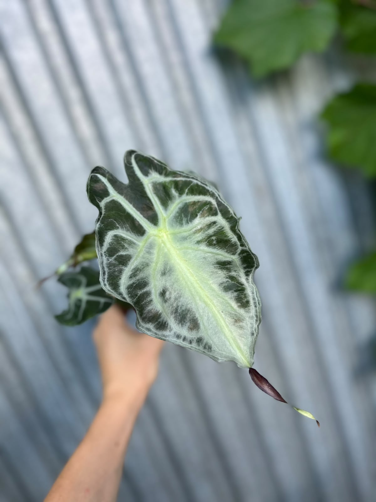 Alocasia Venom