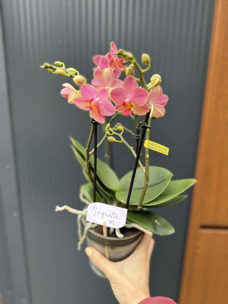 Phalaenopsis Boquetto Charme | Storczyk