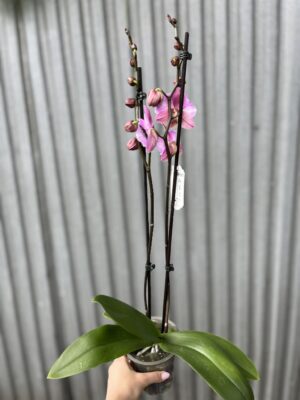 Phalaenopsis Cadillac Peloric | Storczyk przekwitający