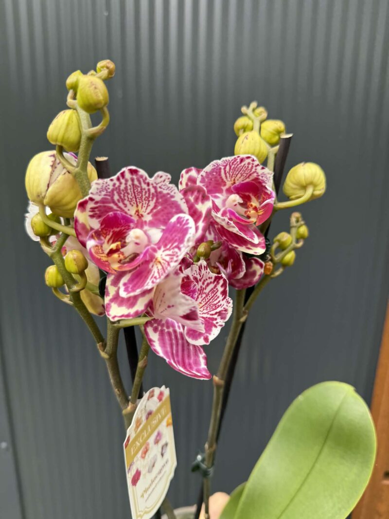 phalaenopsis ox madonna | Storczyk