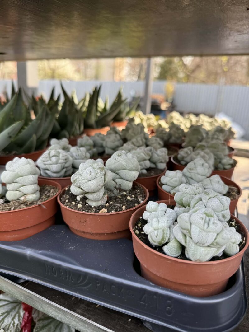 Crassula Deceptor
