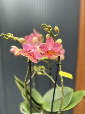 Phalaenopsis Boquetto Charme | Storczyk