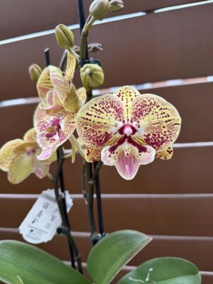 Phalaenopsis Peach big lip | Storczyk przekwitnięty