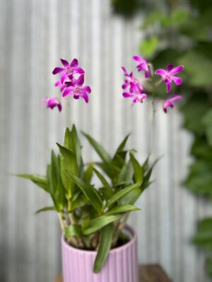Dendrobium ‘Berry Oda’ | Storczyk