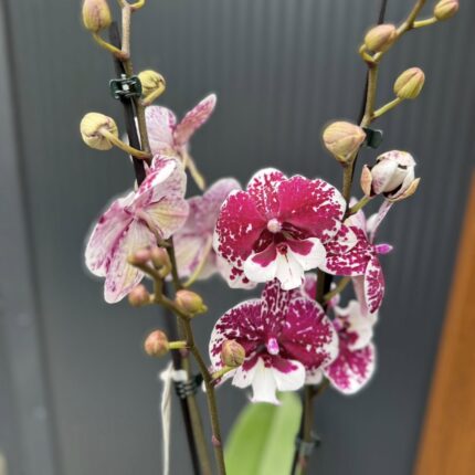 Phalaenopsis ‘Limited 85’ | Storczyk przekwitający