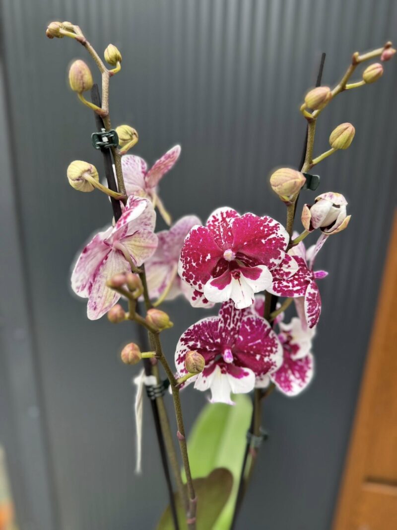 Phalaenopsis ‘Limited 85’ | Storczyk przekwitający
