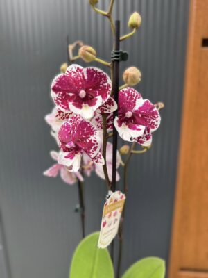 Phalaenopsis ‘Limited 85’ | Storczyk przekwitający