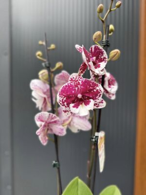 Phalaenopsis ‘Limited 85’ | Storczyk przekwitający