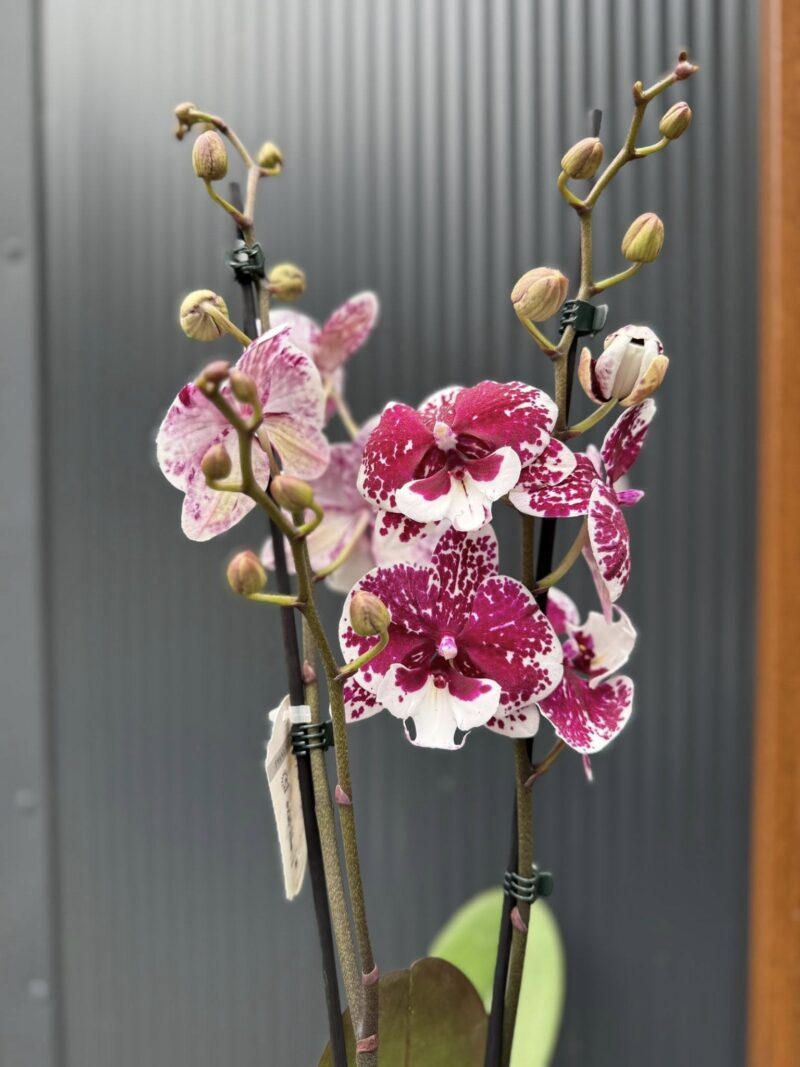 Phalaenopsis ‘Limited 85’ | Storczyk przekwitający