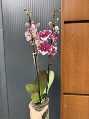 Phalaenopsis ‘Limited 85’ | Storczyk przekwitający