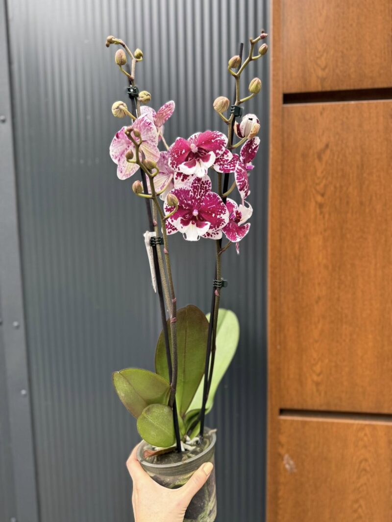 Phalaenopsis ‘Limited 85’ | Storczyk przekwitający